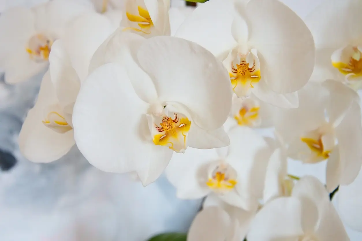 Elegant cascading orchid bouquet for a modern bride