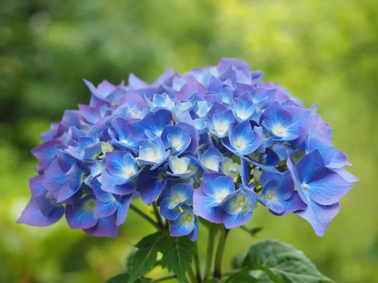 Voluminous white and blue hydrangeas decorating a wedding venue