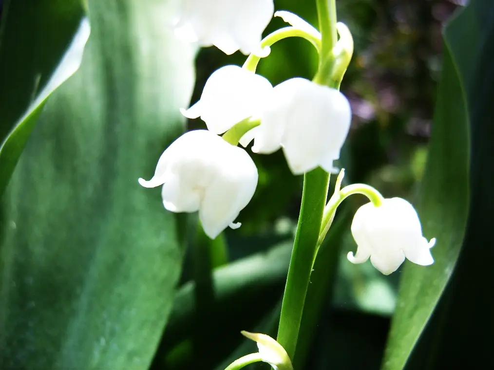 Delicate Lily of the Valley bridal bouquet